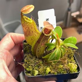 Photo of the plant species Nepenthes Truncata by @Petite_Eureka named McKinley on Greg, the plant care app