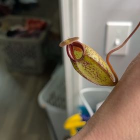 Photo of the plant species Nepenthes burkei by @Petite_Eureka named Walt on Greg, the plant care app