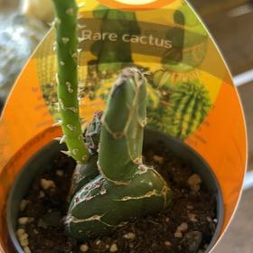 Photo of the plant species Opuntia Reticulata cv Cobra by @ClearCurlyslim named O.R.C. on Greg, the plant care app