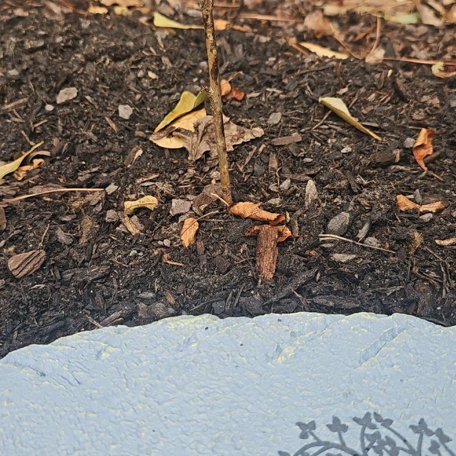 Photo of the plant species Weeping Cherry by @VipBoronialutea named Madonna on Greg, the plant care app