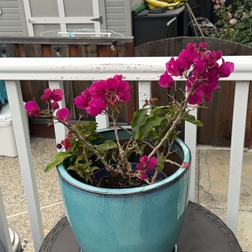 Photo of the plant species Bougainvillea Kini by @StatelyCosmo named Bella on Greg, the plant care app