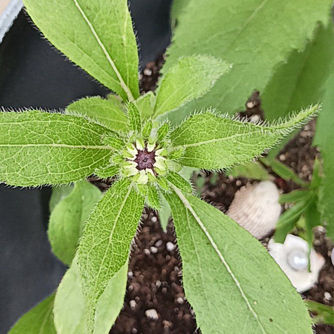 Photo of the plant species Mexican Creeping Zinnia by @QuietHawthorn named Xena on Greg, the plant care app