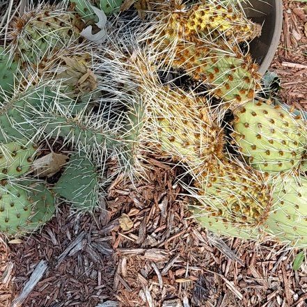Photo of the plant species Navajo Bridge Prickly Pear by @QuietHawthorn named Tupot amaroot on Greg, the plant care app