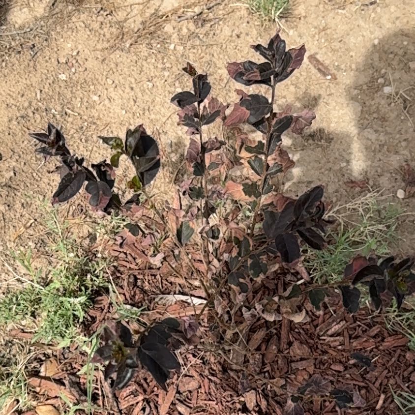 Photo of the plant species Western Marsh Rosemary by @ProactiveFicus named Spike Leaves on Greg, the plant care app