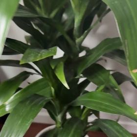 Photo of the plant species Dracaena Elegance by @IdolBubbleplant named Wall-E on Greg, the plant care app