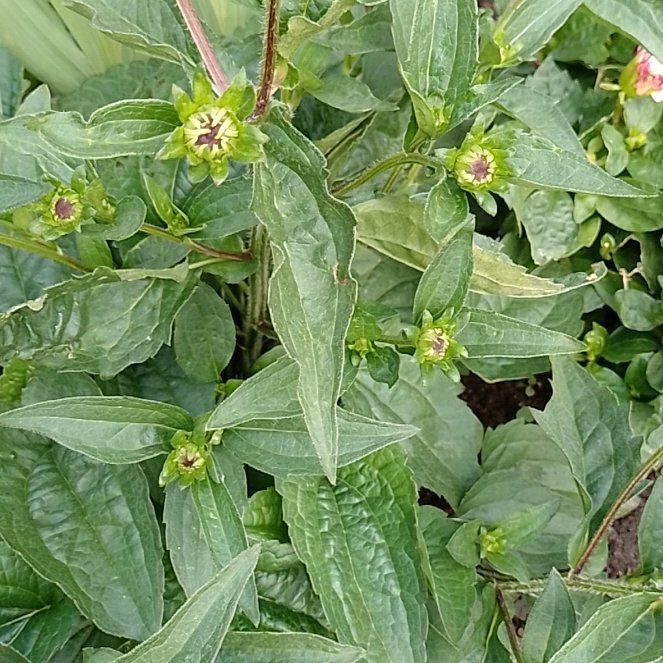 Photo of the plant species Hairy Galinsoga by @BrainyMingfern named Hemingway on Greg, the plant care app