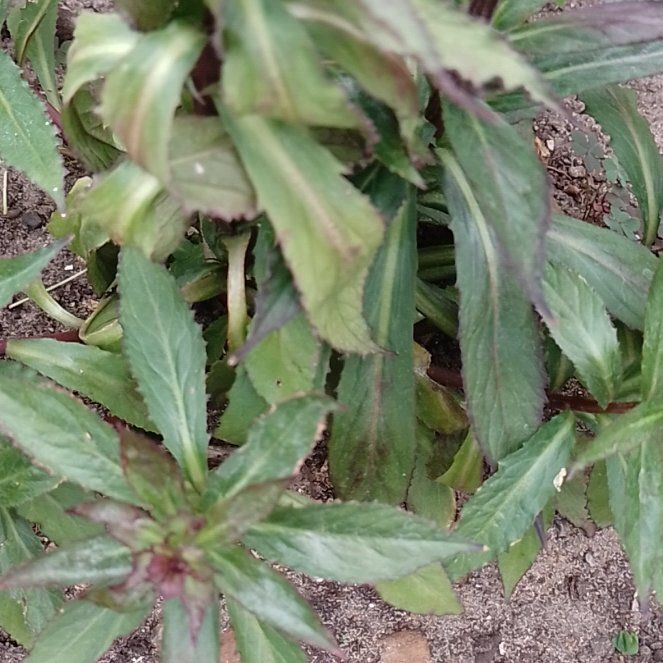 Photo of the plant species Arizona Beggarticks by @BrainyMingfern named Demi on Greg, the plant care app
