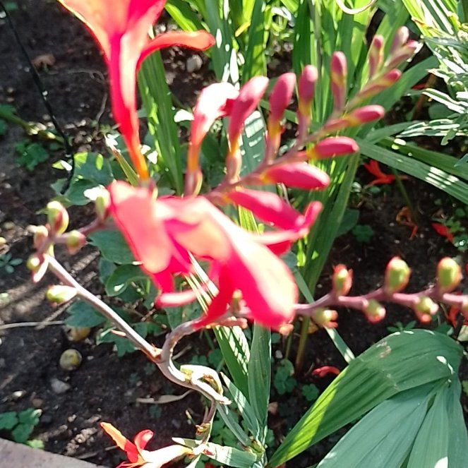 Photo of the plant species Italian Gladiolus by @BrainyMingfern named Nithin on Greg, the plant care app