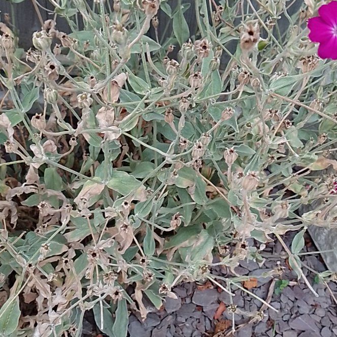 Photo of the plant species Rose Campion by @BrainyMingfern named Orlando Bloom on Greg, the plant care app