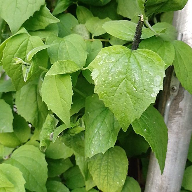 Photo of the plant species Sweet Mock Orange by @BrainyMingfern named Apollo on Greg, the plant care app
