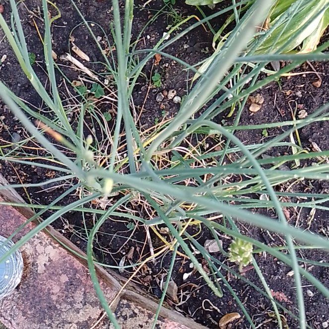 Photo of the plant species Yellow Salsify by @BrainyMingfern named Sage on Greg, the plant care app