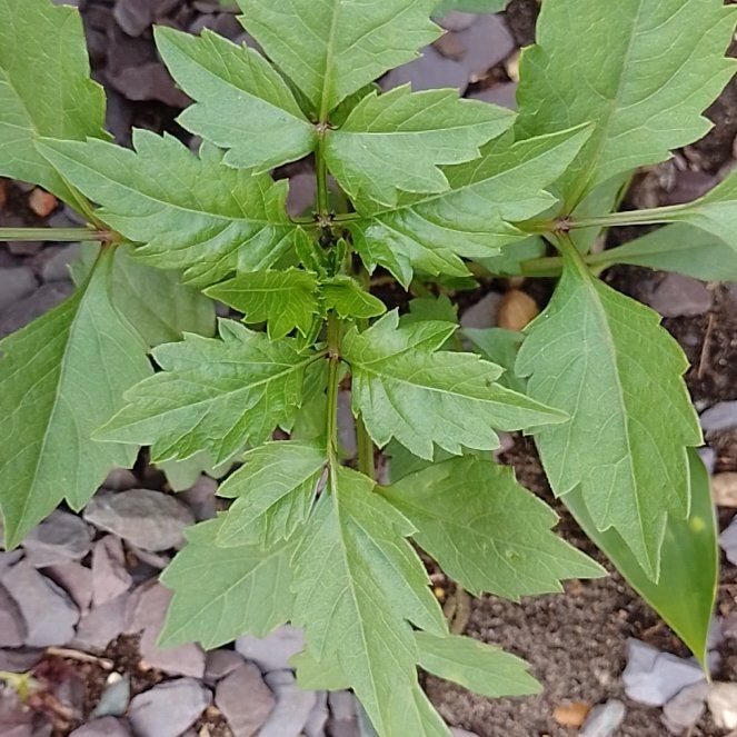 Photo of the plant species Trumpet Creeper by @BrainyMingfern named Morgan Treeman on Greg, the plant care app