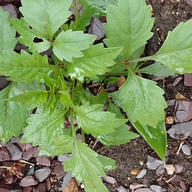 Photo of the plant species Wormseed by @BrainyMingfern named Kardashian on Greg, the plant care app