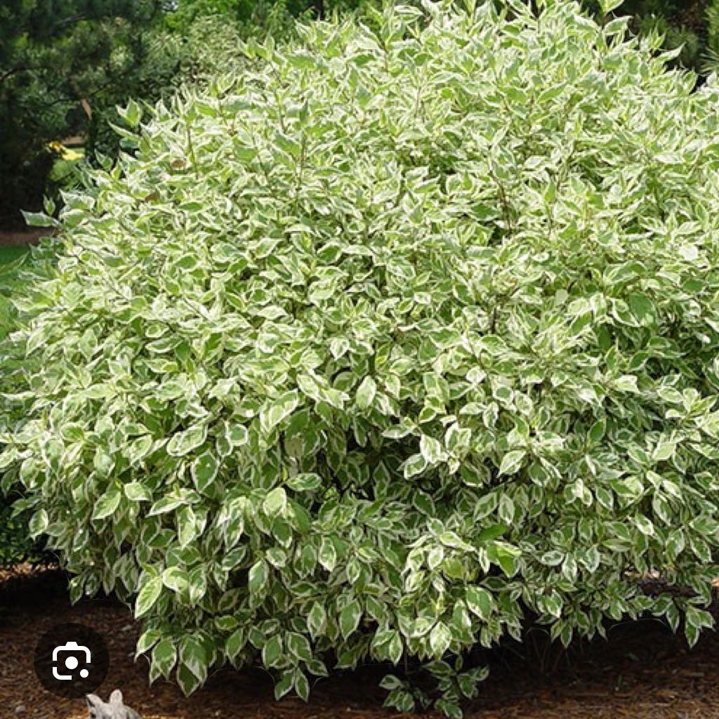 Photo of the plant species Ivory Halo Dogwood by @RulerSucc named Bella on Greg, the plant care app