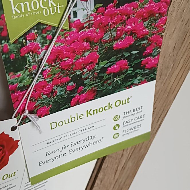 Photo of the plant species Roses by @ObligingCapemay named Double knock out on Greg, the plant care app