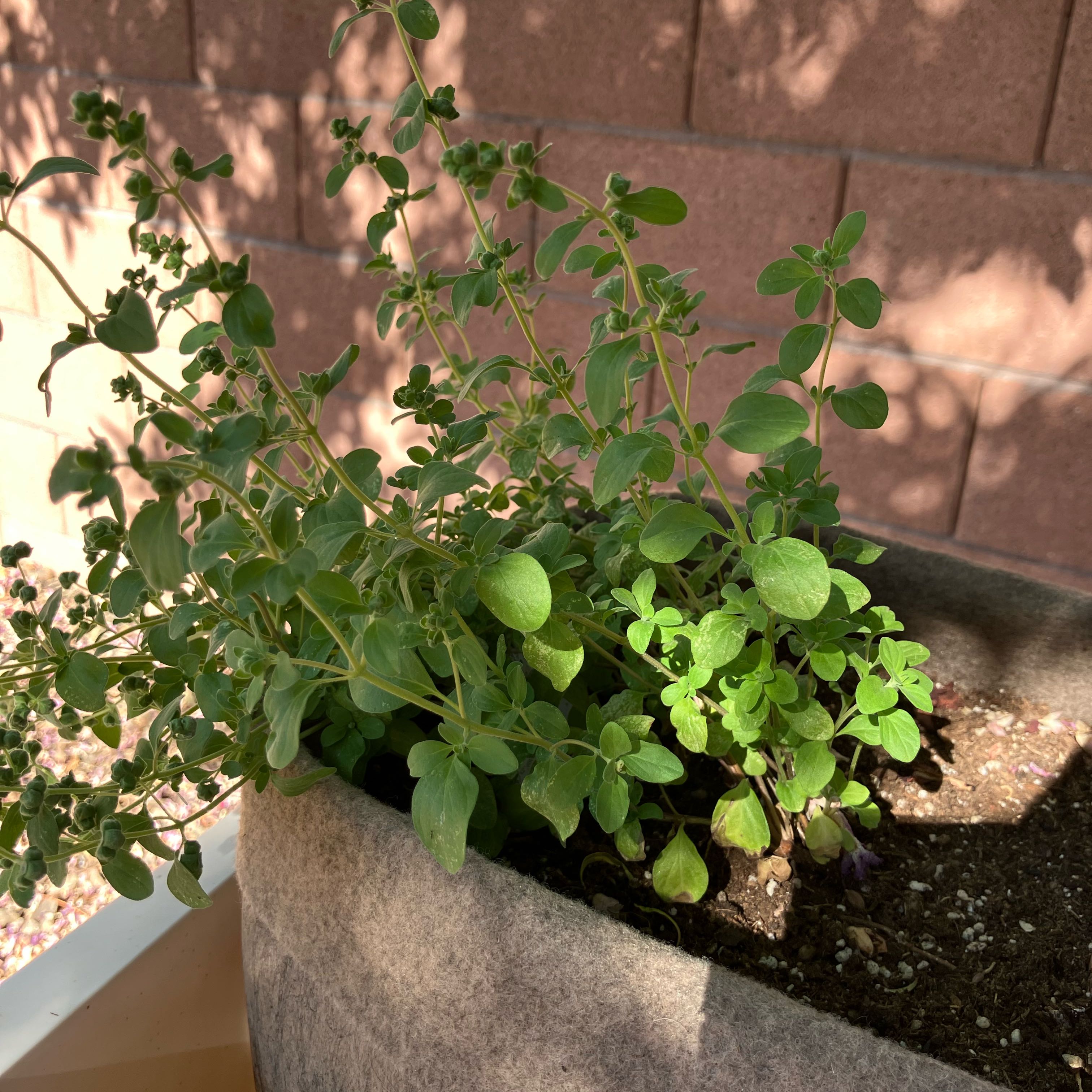 Healthy Marjoram plant in a pot with green leaves, well-framed and centered.
