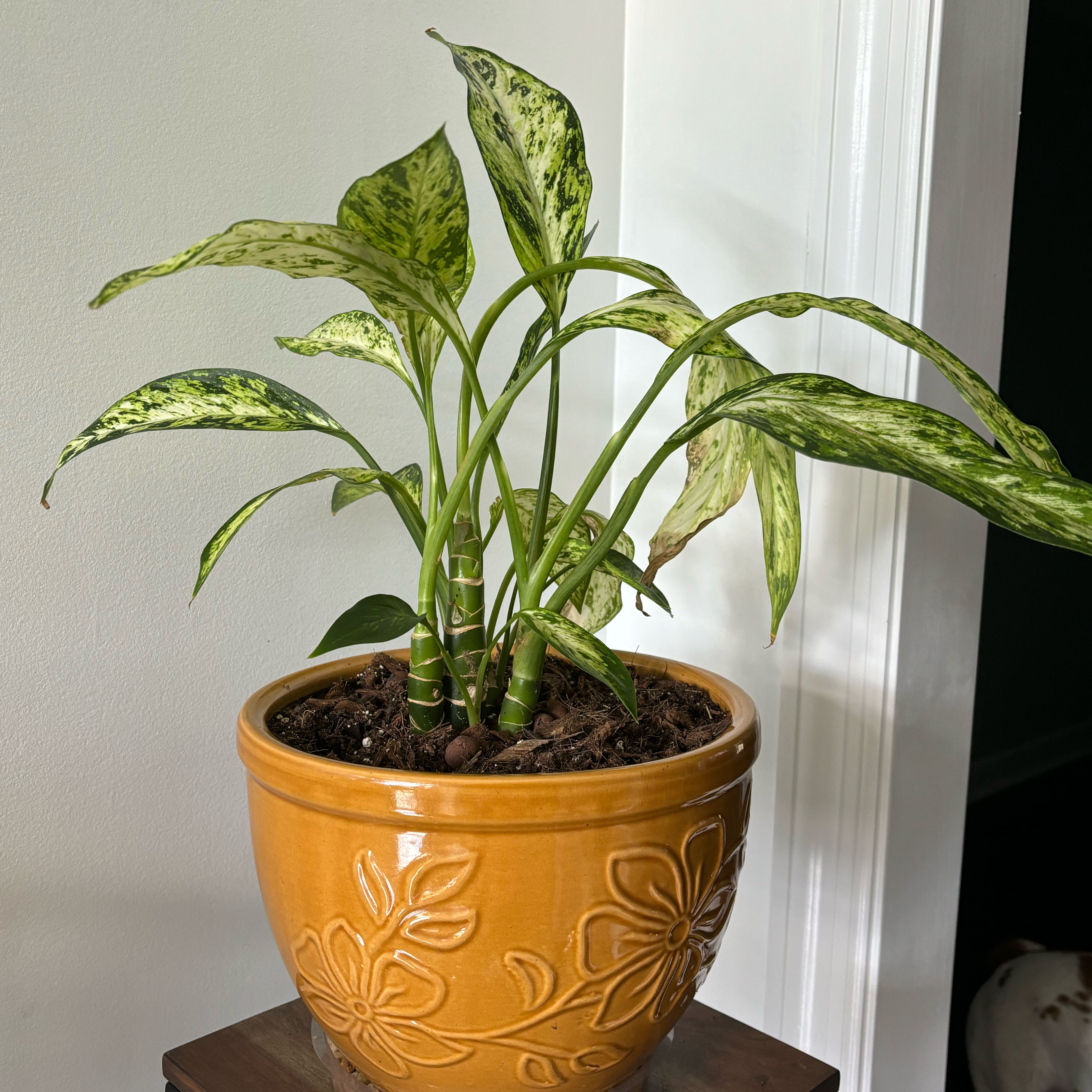Photo of the plant species Dieffenbachia 'Starbright' by @Mel111 named McKinley on Greg, the plant care app