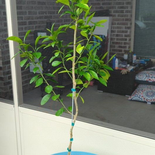 Photo of the plant species Owari Satsuma Tree by @TenableSiricote named Miho on Greg, the plant care app