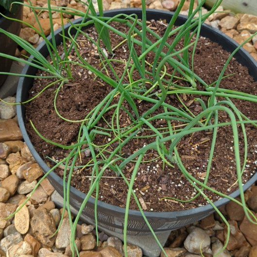 Photo of the plant species redskin onion by @TenableSiricote named Naomi on Greg, the plant care app