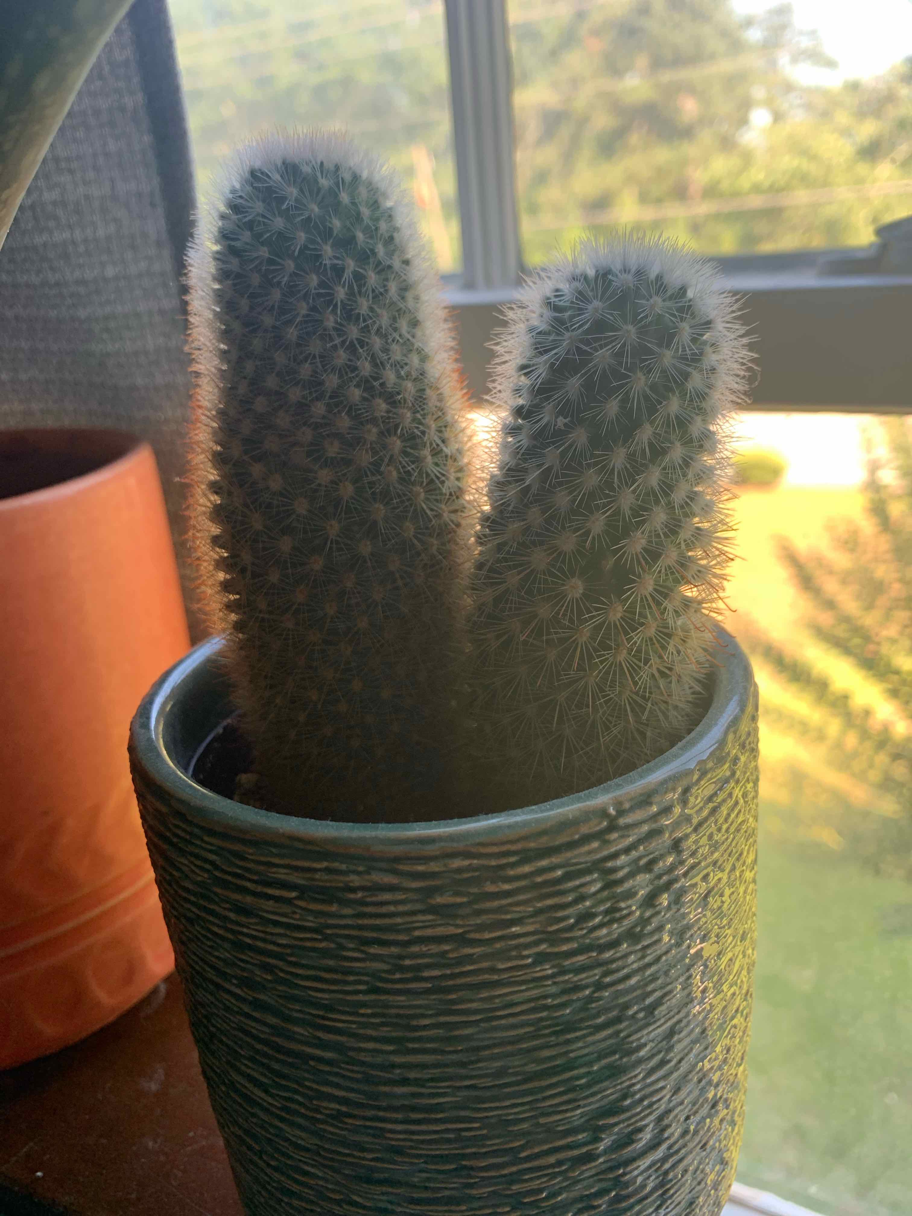 Mammillaria Formosa cactus with two stems in a pot near a window.