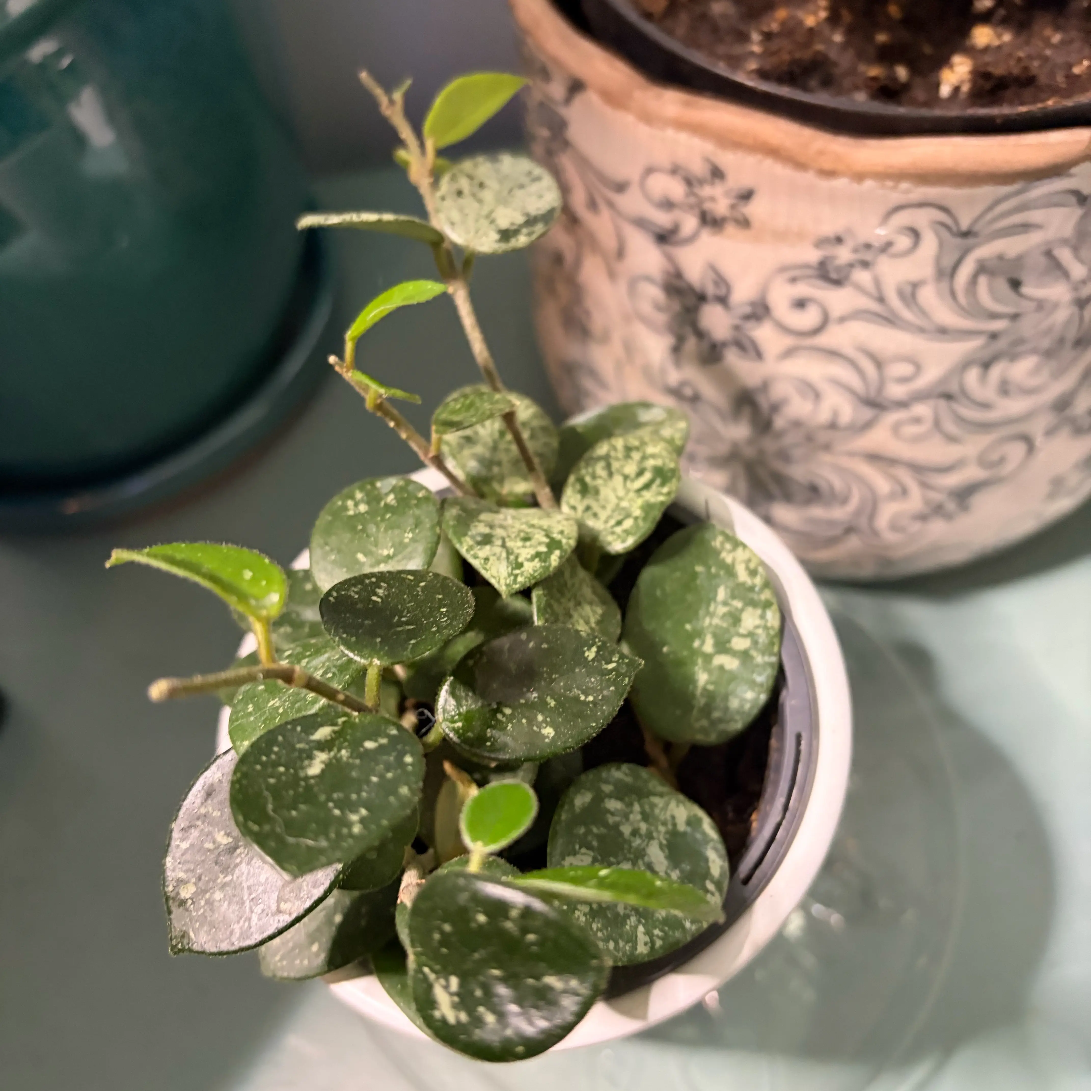 Photo of the plant species Peperomia by @HeadFrogfruit named Keanu Leaves on Greg, the plant care app