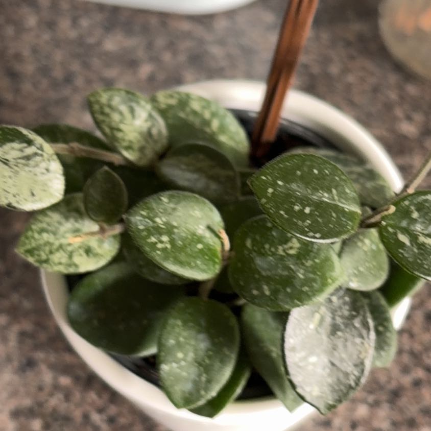 Photo of the plant species Peperomia by @HeadFrogfruit named Keanu Leaves on Greg, the plant care app