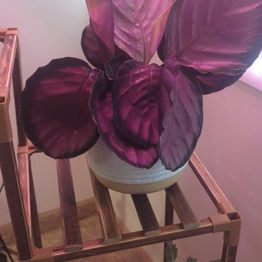 Photo of the plant species crimson rose calathea by @BraveSandcherry named Rosetta on Greg, the plant care app