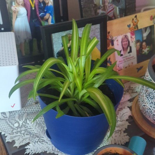 Photo of the plant species Cape Spider Plant by @BraveSandcherry named Pearl on Greg, the plant care app