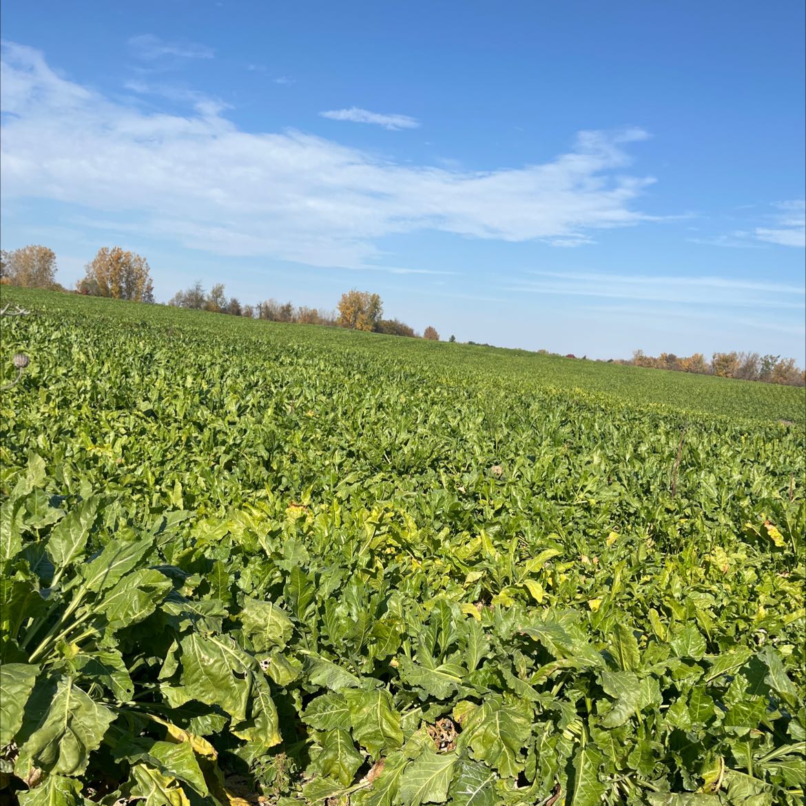 Light Requirements For My Common Beet