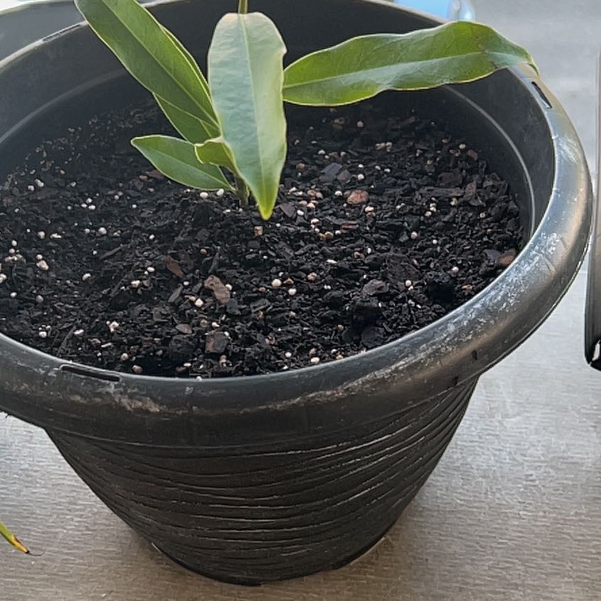Young Swamp Bay plant in a black pot with visible soil and green leaves.