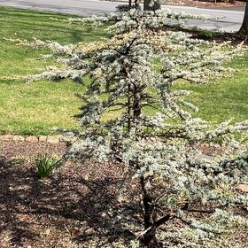 Photo of the plant species Atlas Cedar by @BabyLilacmist named Huckleberry Fern on Greg, the plant care app