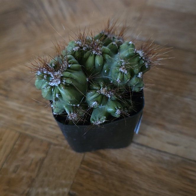 Photo of the plant species Peruvian Apple Cactus Monstrose by @OrganicTearose named Muki on Greg, the plant care app