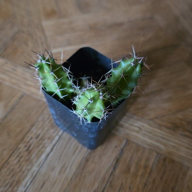 Photo of the plant species Lady-Finger Hedgehog Cactus by @OrganicTearose named Knuckles on Greg, the plant care app
