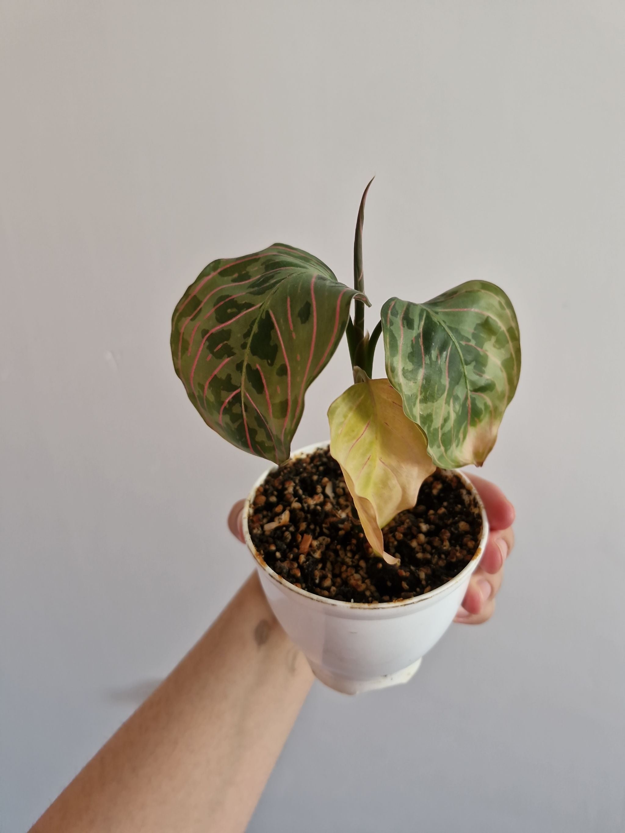 Why Your Aglaonema 'Pictum Tricolor' Leaves Are Falling Over 💧