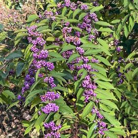 Photo of the plant species Purple Beautyberry by @GiddyWoodavens named Marilyn on Greg, the plant care app