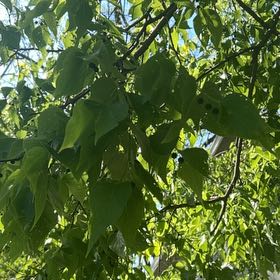 Photo of the plant species Western Hackberry by @GiddyWoodavens named Kendall on Greg, the plant care app
