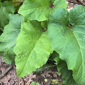 Photo of the plant species Lesser Burdock by @GiddyWoodavens named Peter Parker on Greg, the plant care app