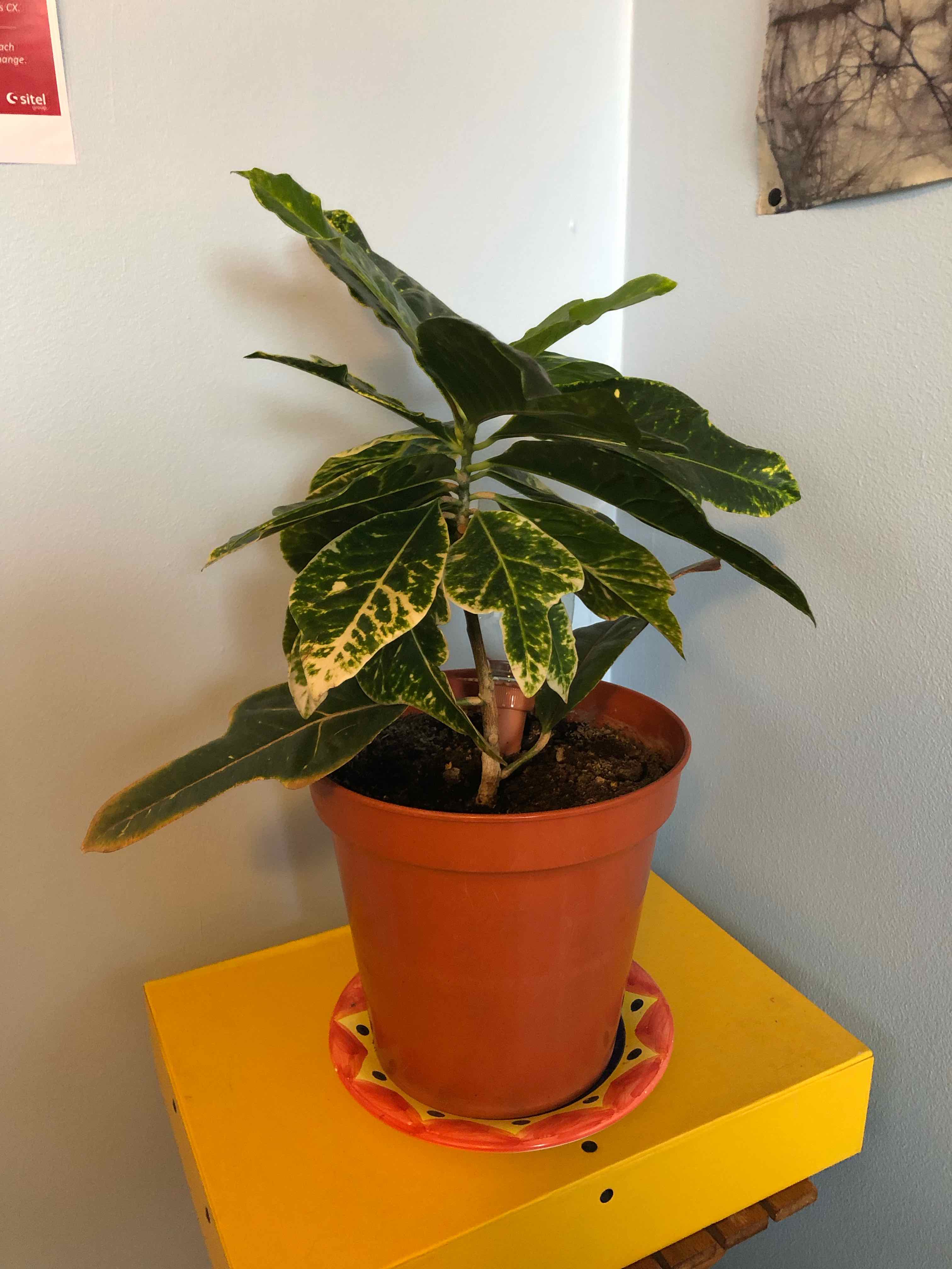 Ficus Decora plant in a pot with variegated leaves showing yellowing and browning, placed on a yellow surface.