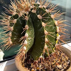 Monk's Hood Cactus plant