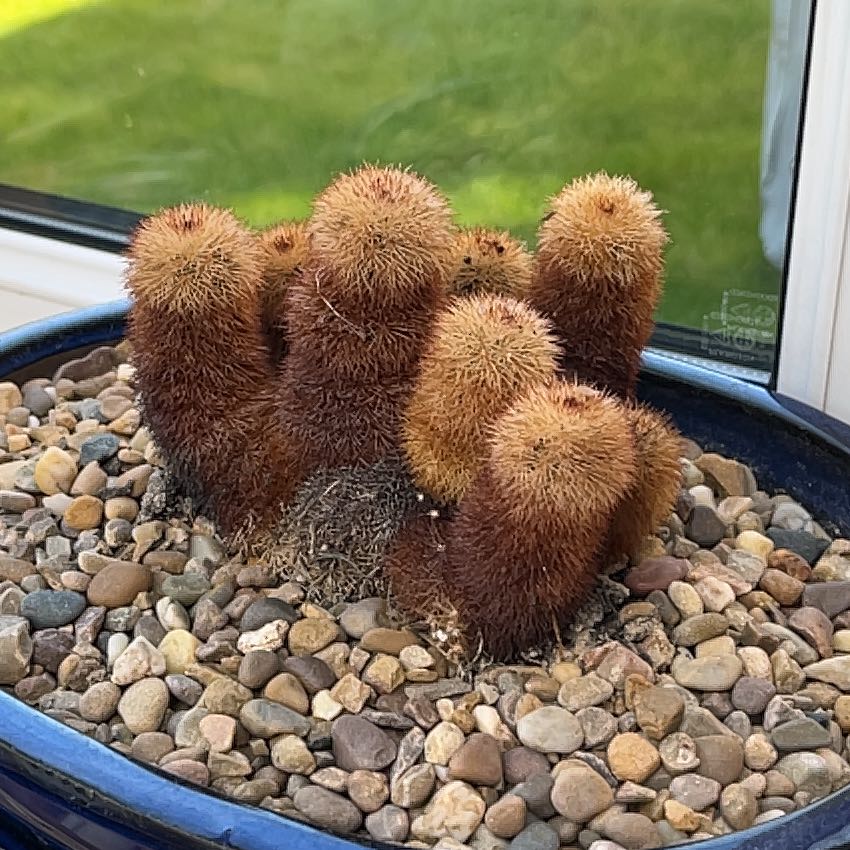 Cluster of Texas Rainbow Cactus in a pot with pebbles, showing significant browning.