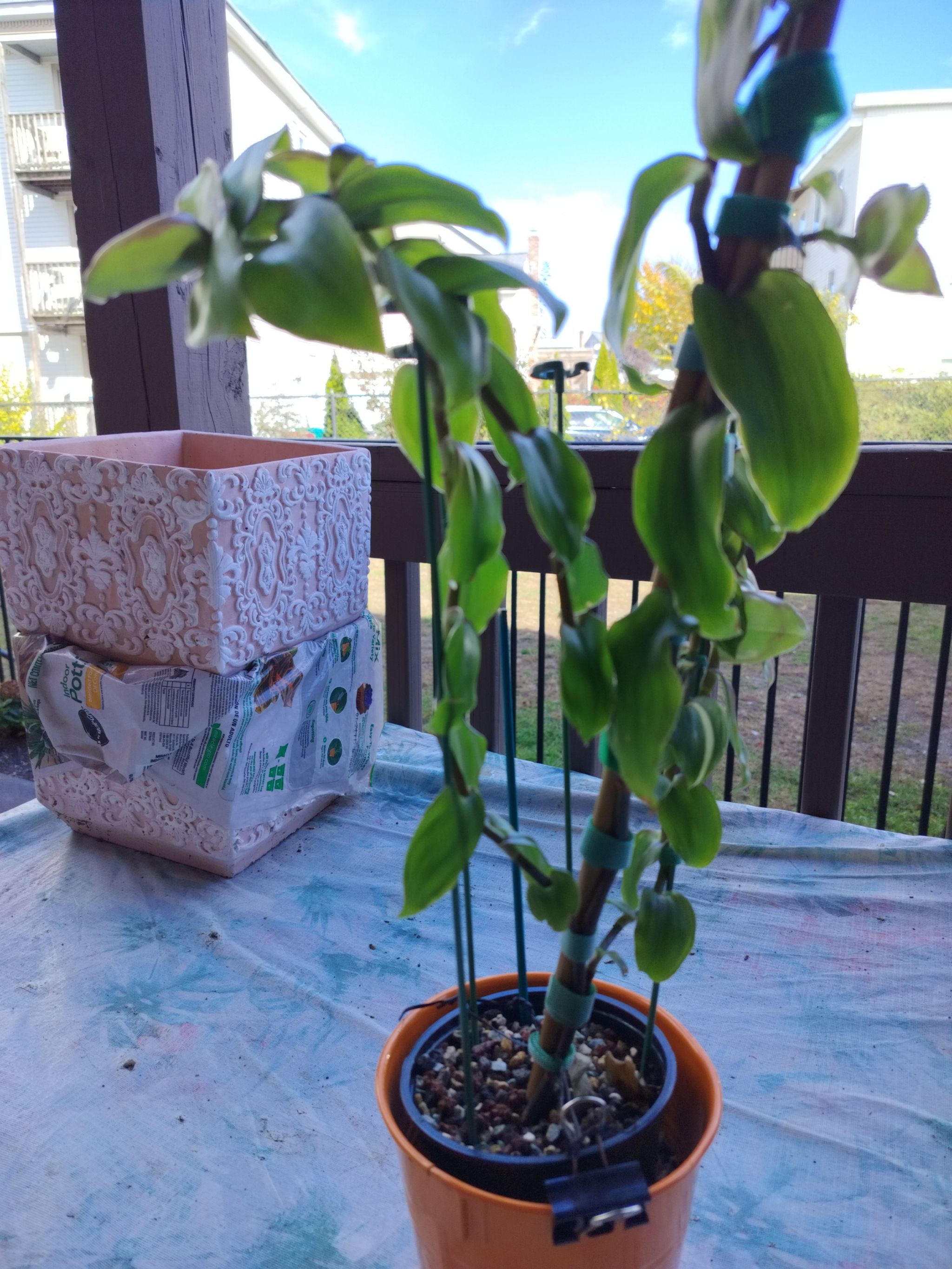 Photo from the post