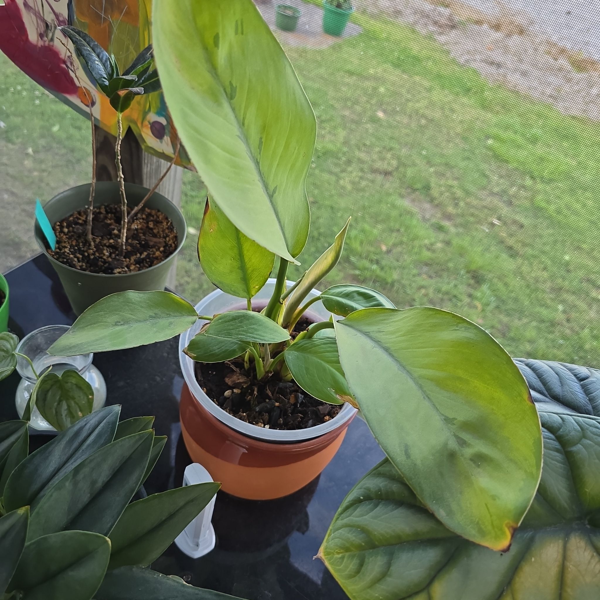 Photo of the plant species Emerald Gem by @GrandExotichoya named Dax on Greg, the plant care app