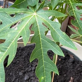 Photo of the plant species Papaya by @NewSalmonberry named Sir Plancelot on Greg, the plant care app