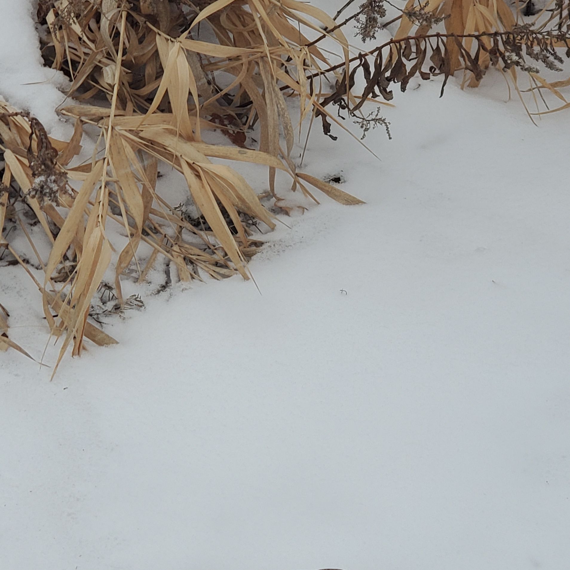 Photo of the plant species Rough Canada Goldenrod by @QuietSpanishelm named Foxxy on Greg, the plant care app