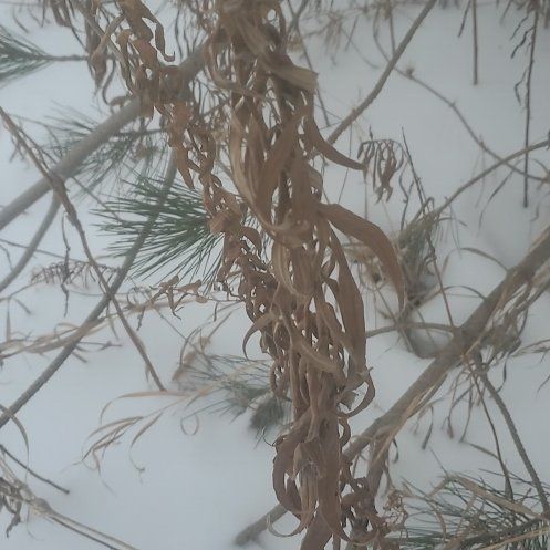 Photo of the plant species Rough Canada Goldenrod by @QuietSpanishelm named Bieber on Greg, the plant care app