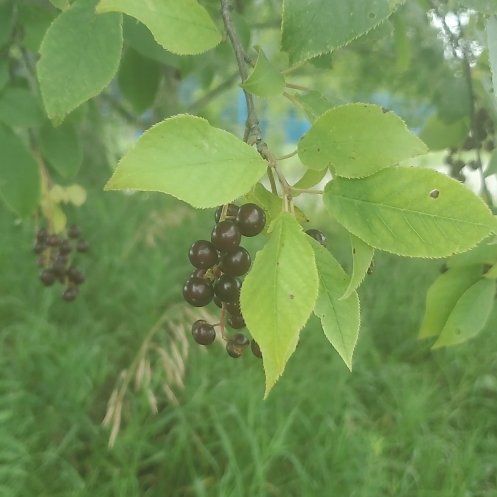 Photo of the plant species Bird Cherry by @QuietSpanishelm named Aria on Greg, the plant care app