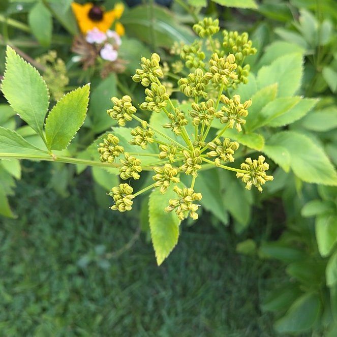 Photo of the plant species Golden Alexanders by @CivicNaillichen named Stella on Greg, the plant care app
