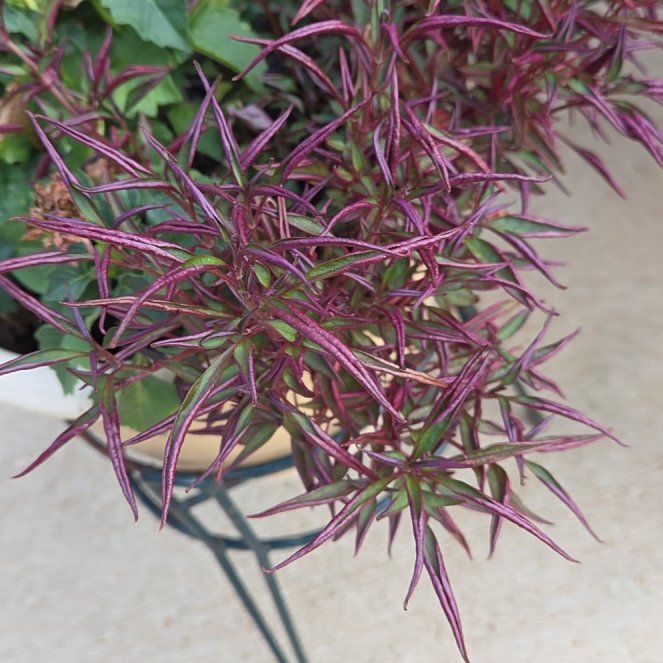 Photo of the plant species Purpleleaf Willowherb by @CivicNaillichen named Rosa on Greg, the plant care app
