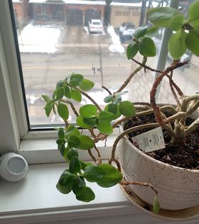 Photo of the plant species Kalanchoe 'Calandiva' Series by @TopHostapatriot named Denali on Greg, the plant care app