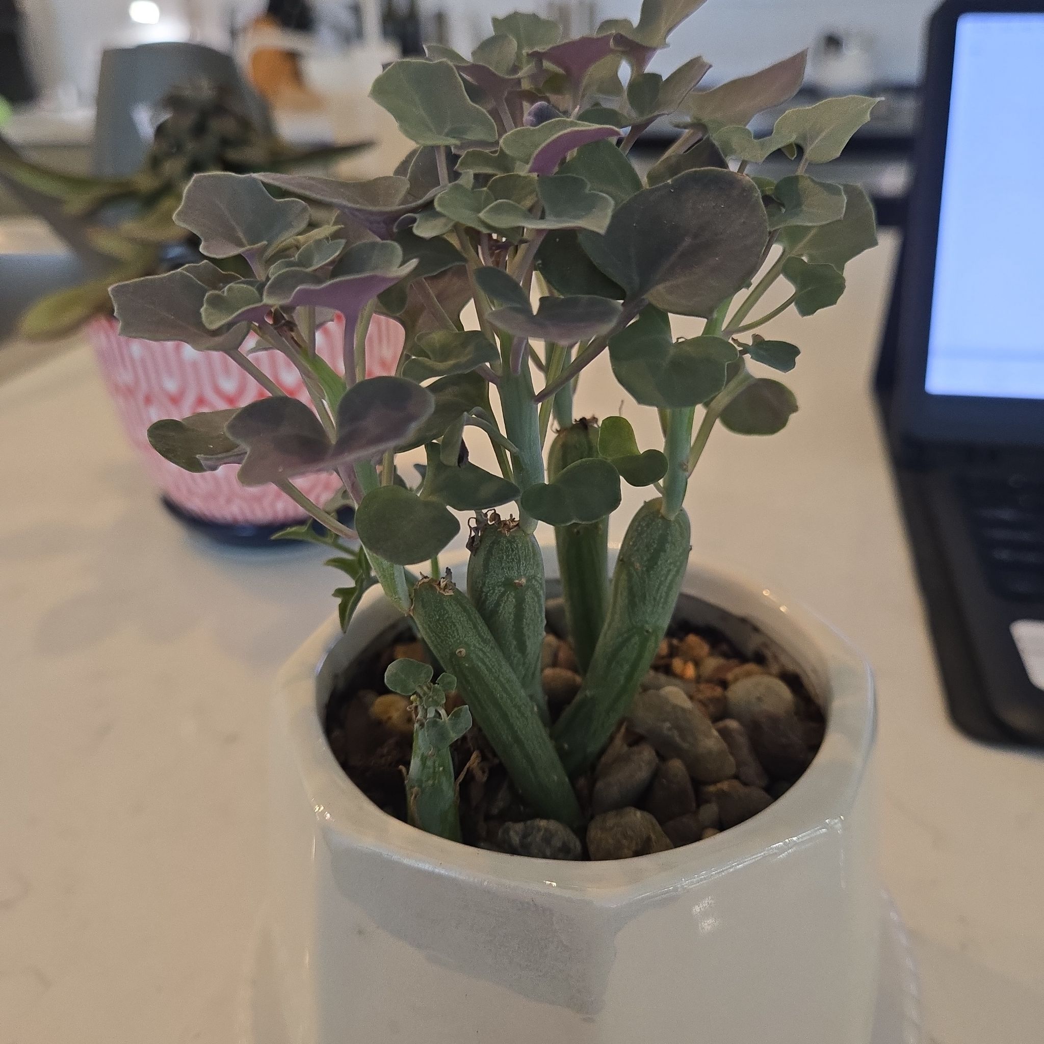 Photo of the plant species Candle Plant by @FamedReddahlias named Candle Plant on Greg, the plant care app